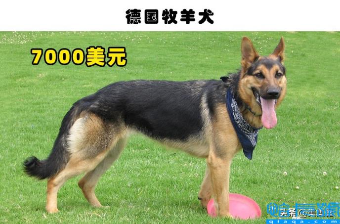 十大最贵的狗(最贵的狗)
