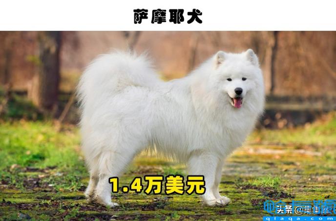 十大最贵的狗(最贵的狗)