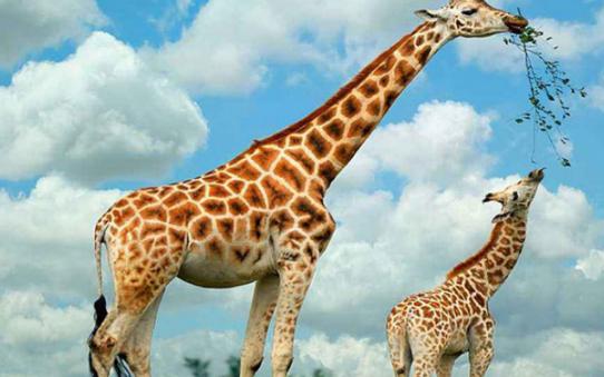 世界上跳的最高的哺乳动物是谁（世界上最高的哺乳动物是谁 ）