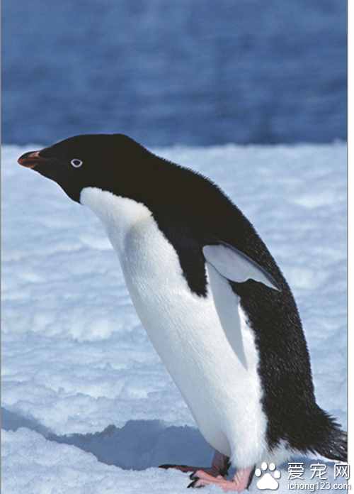 企鹅几月产卵 企鹅一般是在几月份产卵的