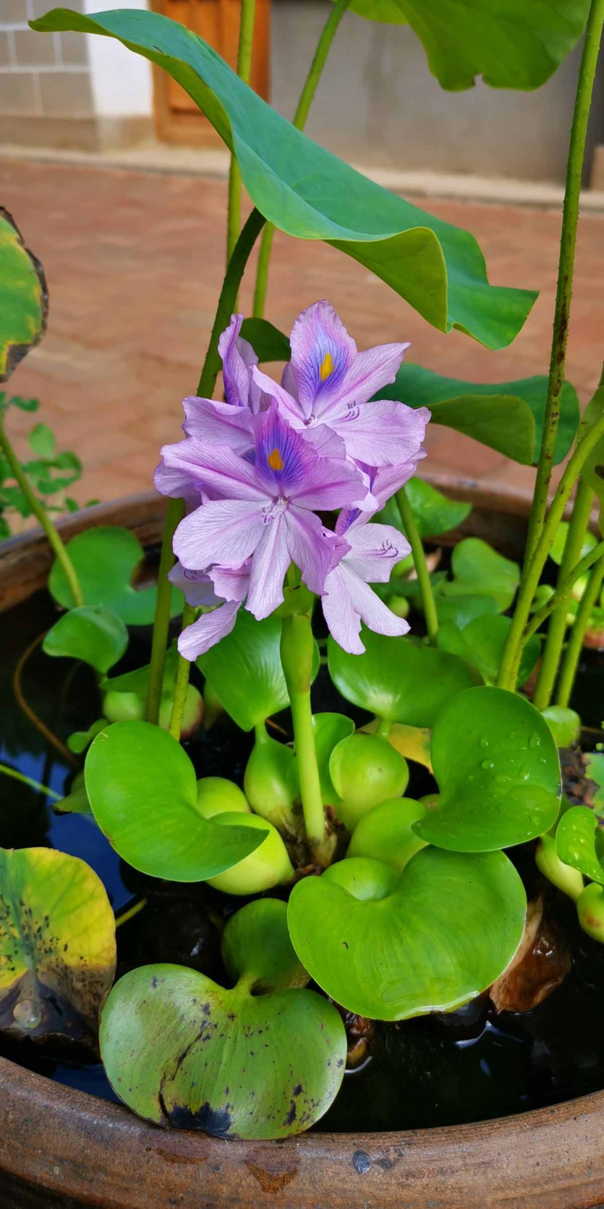 适合养在家里的水生植物，夏天呼呼开花，气质优雅独特