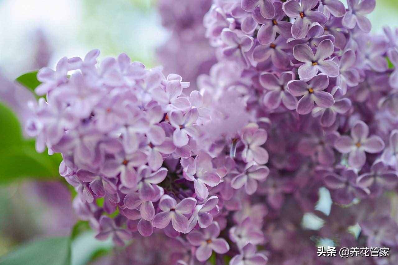 除了紫丁香，丁香的八大常见品种，你见过么？