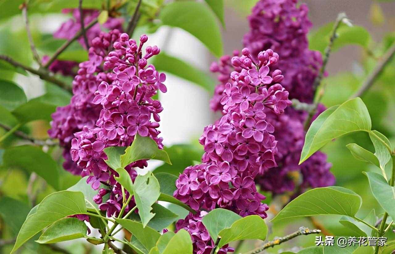 除了紫丁香，丁香的八大常见品种，你见过么？