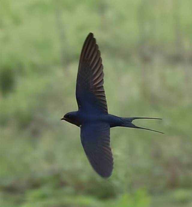 家鸽KO斑鸠—说赛鸽羽翼的不同进化形态